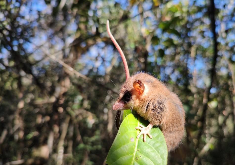 Cuíca-graciosa ( Gracilinanus agilis ) - Wesley Lopes