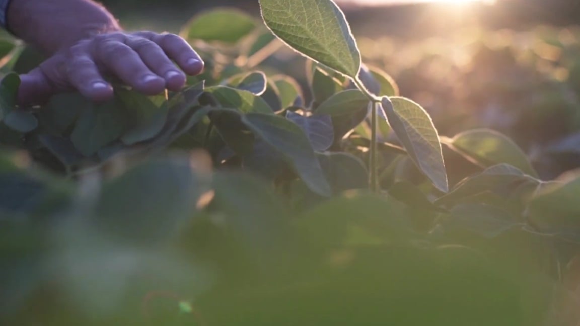 ‘Não está fácil produzir neste momento, por isso, é esperar a colheita para ver os resultados’, aponta Buffon
