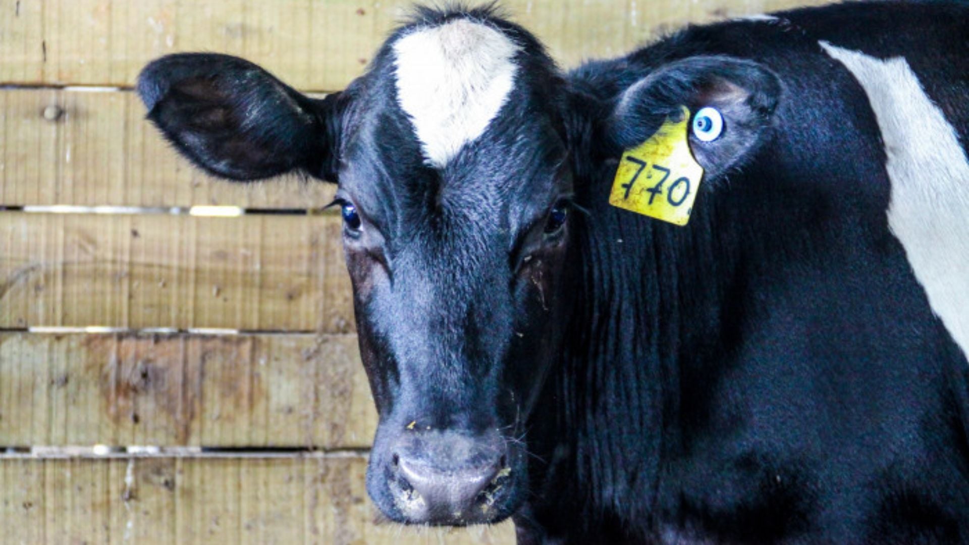 Brucelose: SP começa vacinação contra doença; veja até quando vai a campanha