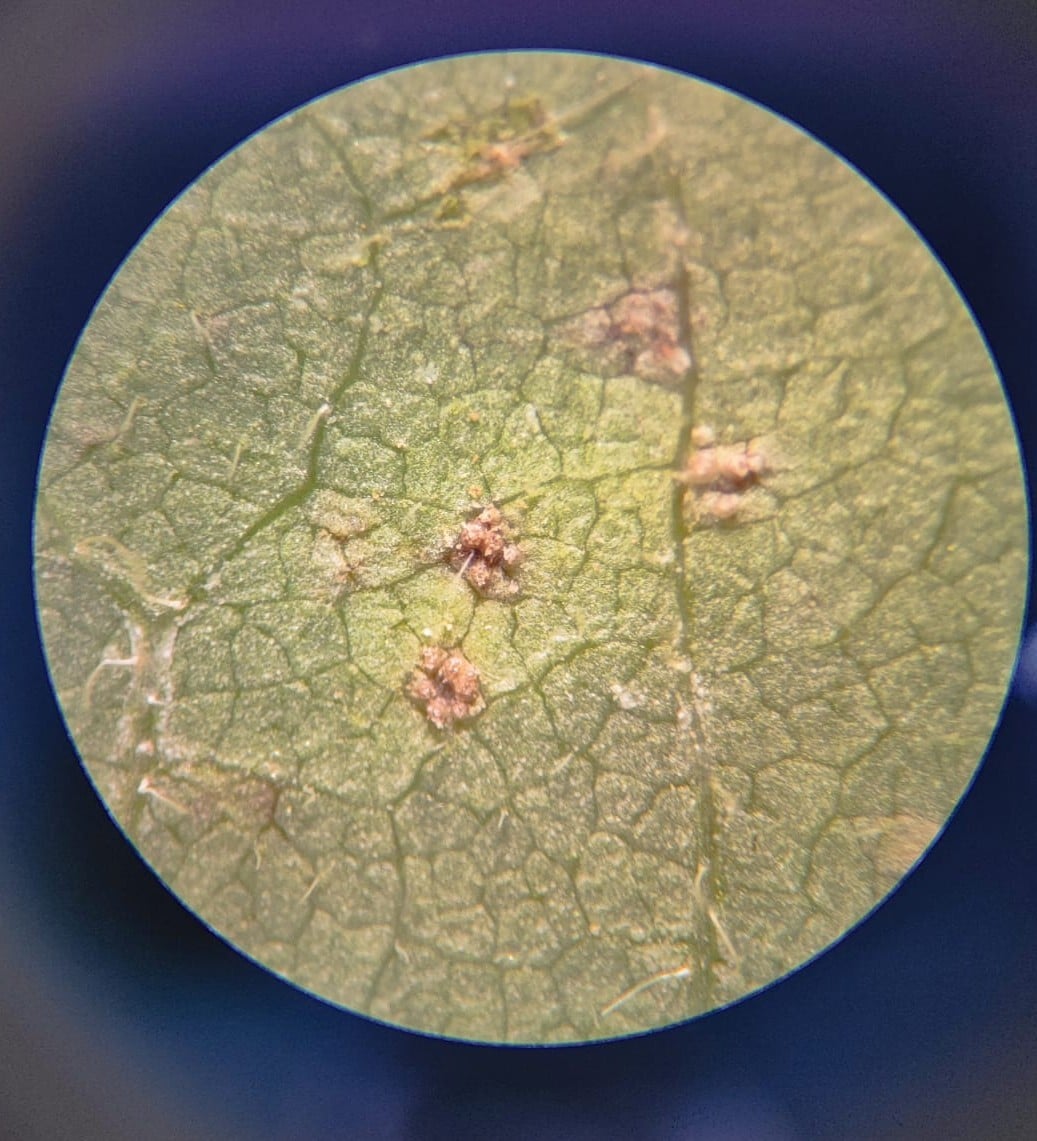 Primeiro foco de ferrugem asiática é identificado no Oeste da Bahia