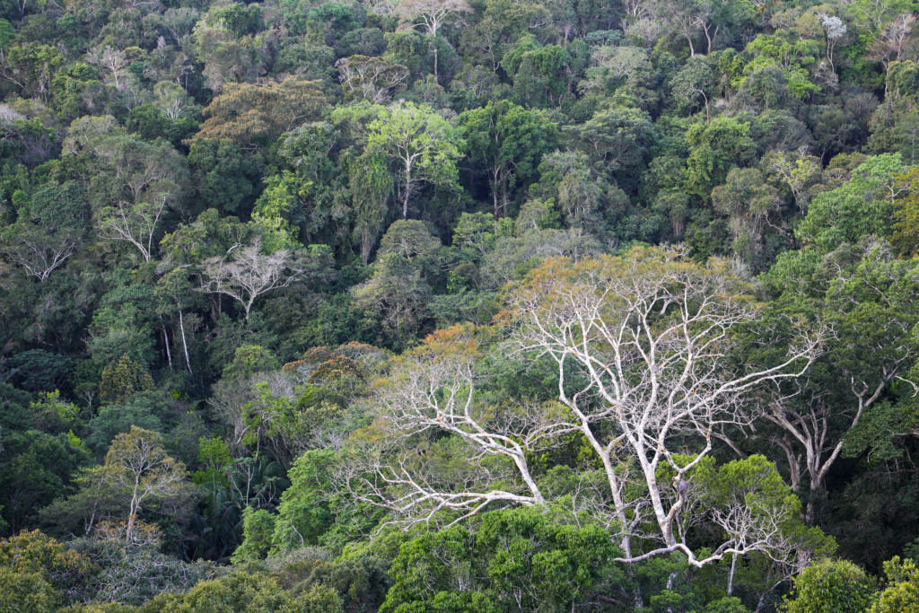 Amazônia Amazônia