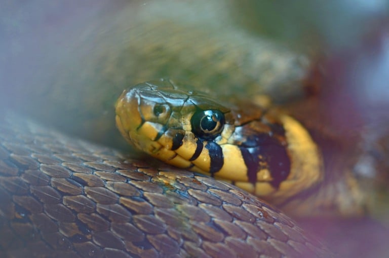 serpentes; cobra d'água