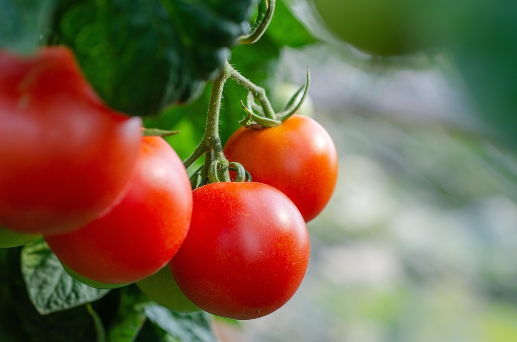 tomate tomate