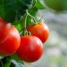 tomate