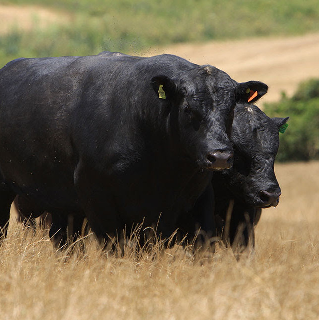 gado angus