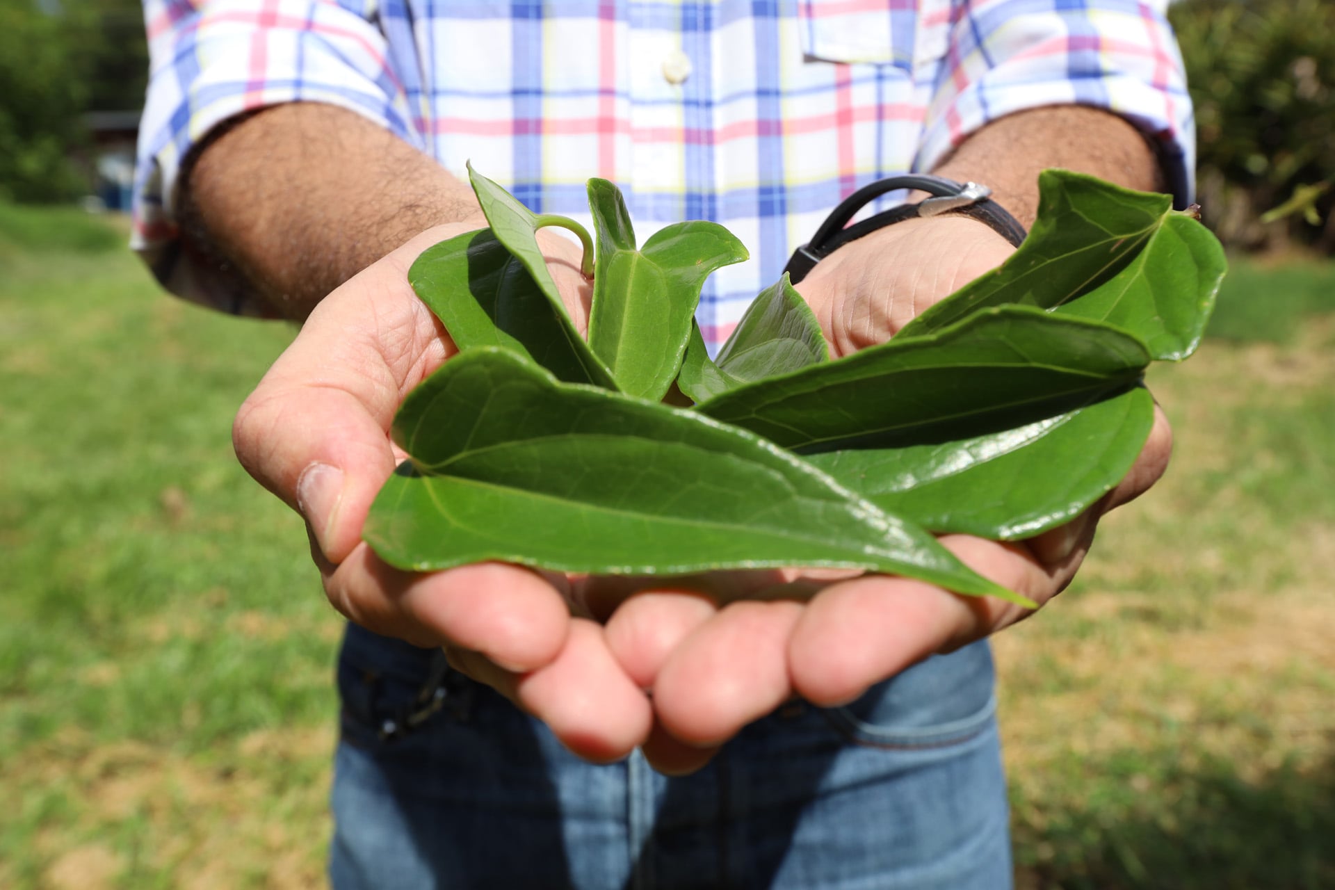 Anvisa publica novos documentos para registro de medicamentos feitos a partir de plantas
