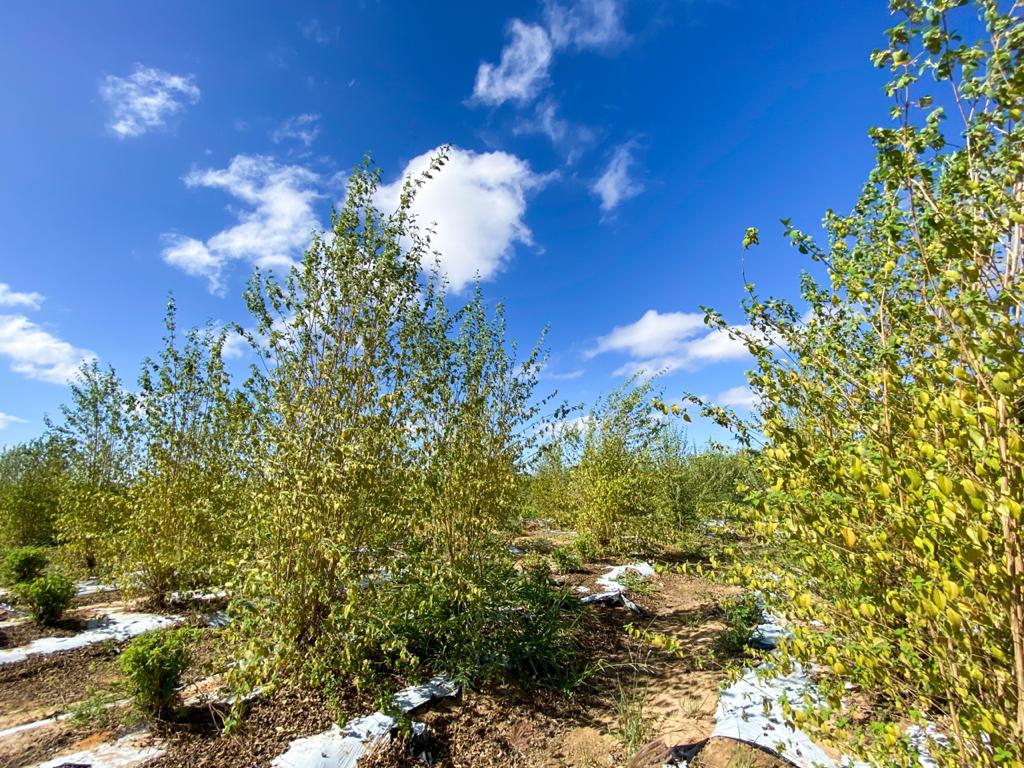 Cultivo de lippia grata- alecrim-do-mato