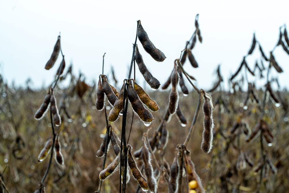 Chuvas prolongadas castigam lavouras de soja e elevam perdas no campo em MT