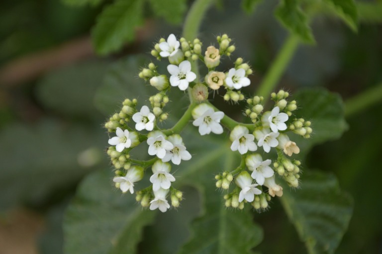 Flores