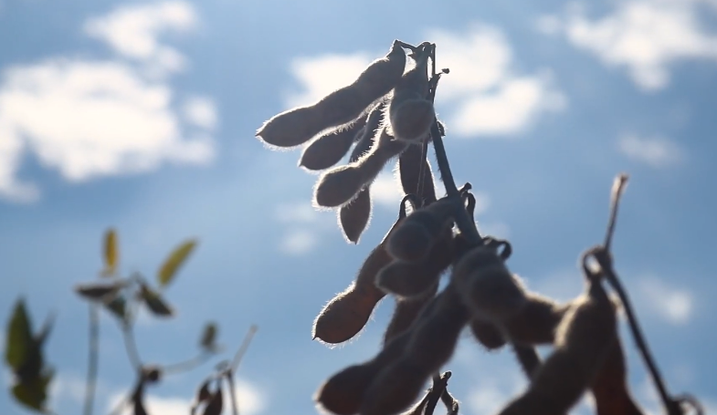 IBGE: projeção de soja deve crescer mais de 4% na safra 2025/26