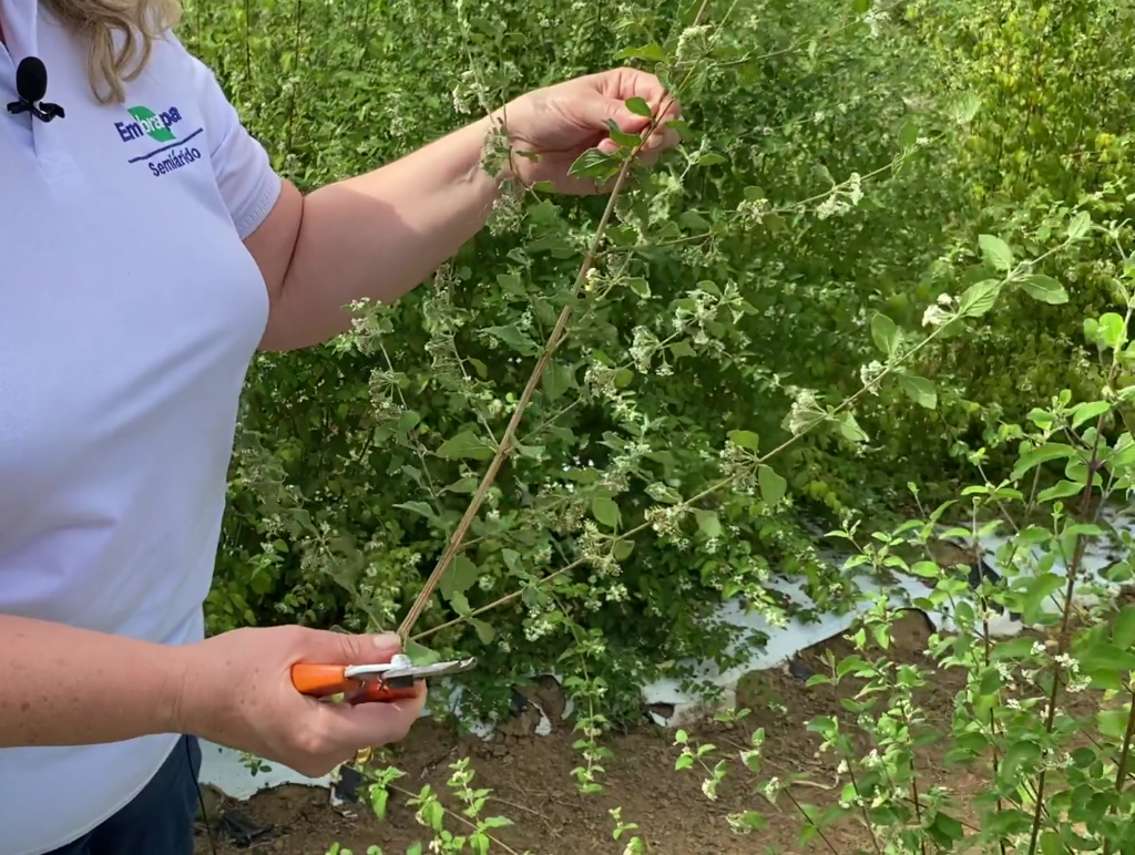 Seleção de estacas para propagação da lippia grata - Foto Clarice Rocha (1)