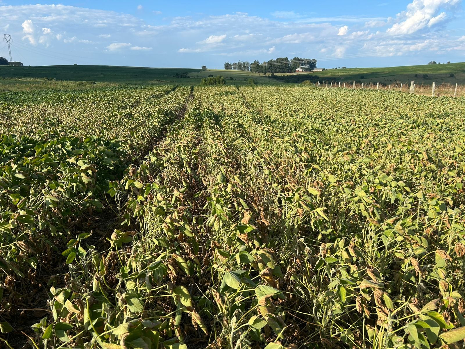 Produtor pode transformar soja que não vingou em silagem; veja como
