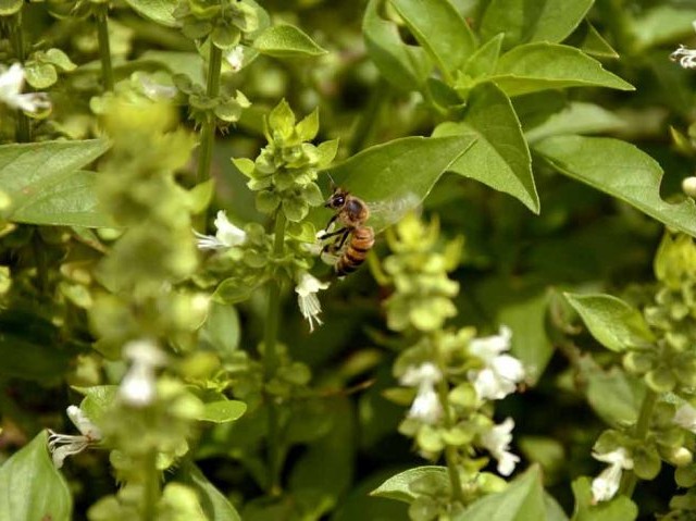 abelha flor de manjericão