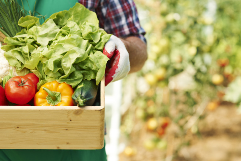 Horticultura, hortifrúti, vegetais