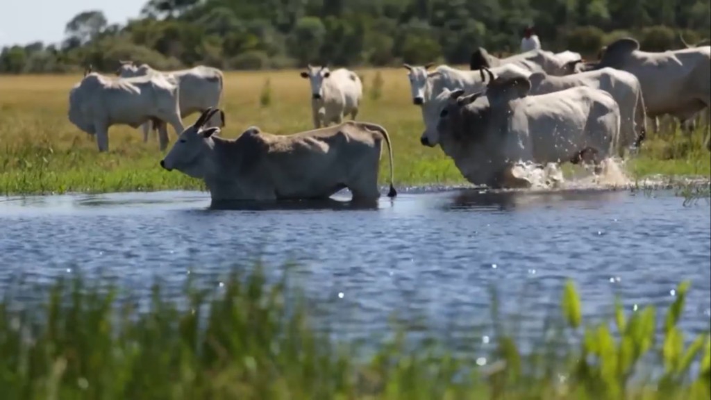 Produtores do Pantanal devem ficar atentos à demarcação de áreas da União; entenda o motivo Produtores do Pantanal devem ficar atentos à demarcação de áreas da União; entenda o motivo