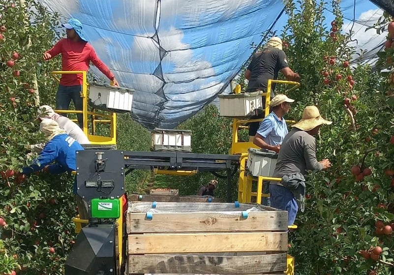 plataforma colheita de frutas