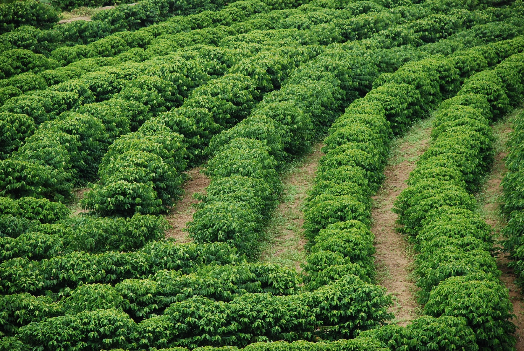 O plano que pode mudar o café no Espírito Santo já está em campo