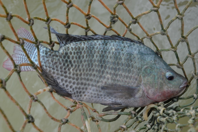 tilápia é destaque na criação de peixes no Espírito Santo