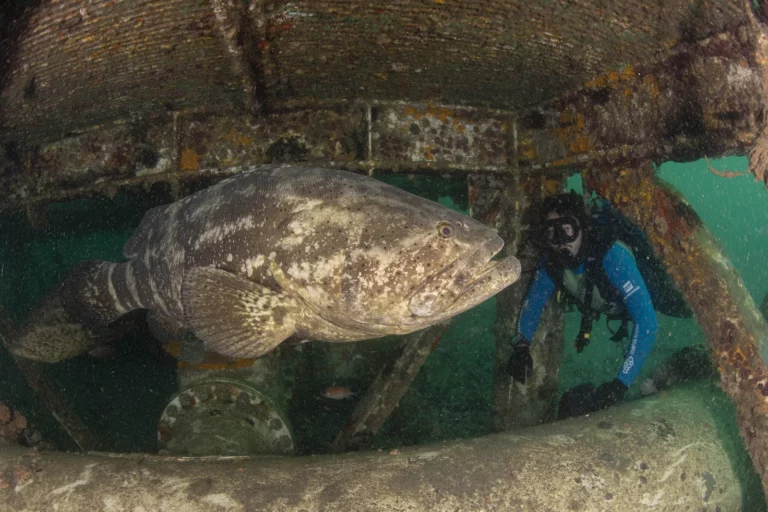 mero, peixe gigante no litoral do Espírito Santo
