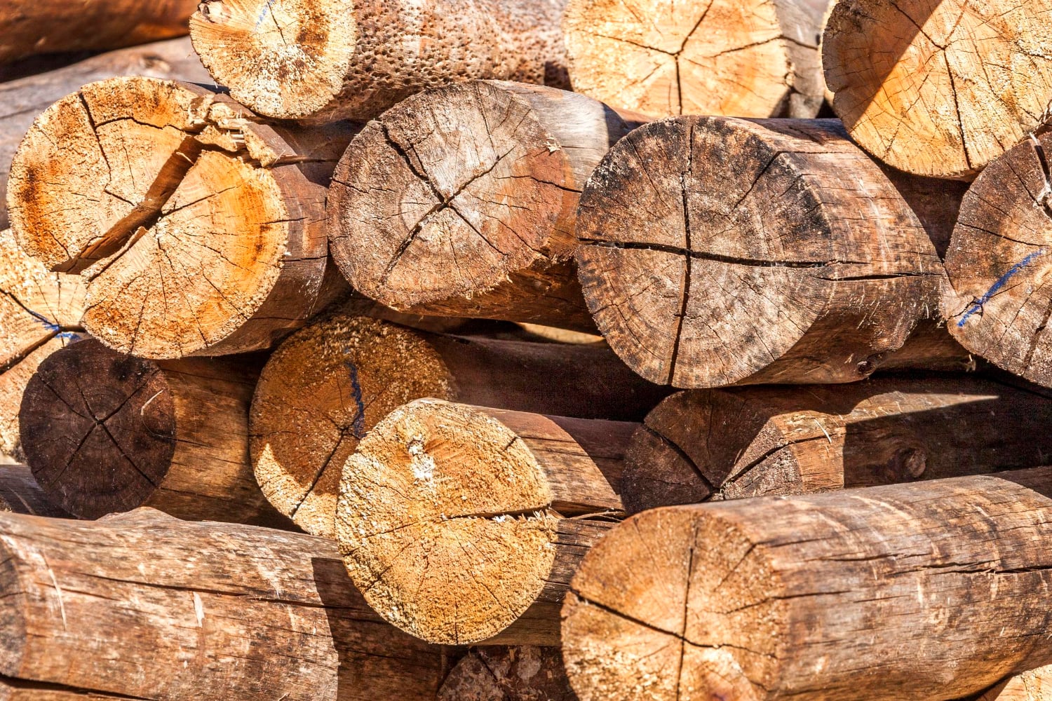 E se a madeira durasse muito mais? Cientistas brasileiros já estão trabalhando nisso