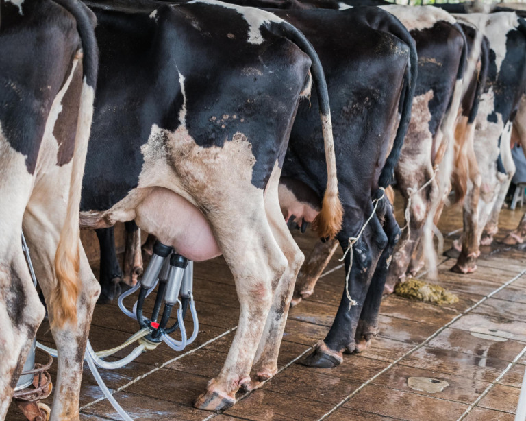 problema de mastite na ordenha em pecuária leiteira