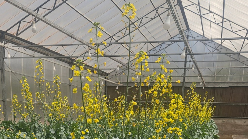 Canola em casa de vegetação. Foto: Agnaldo Chaves. Canola em casa de vegetação. Foto: Agnaldo Chaves.