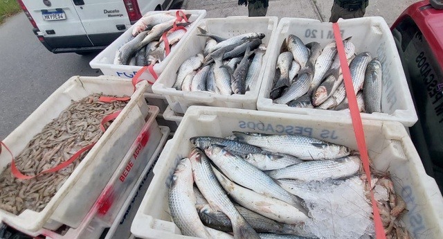 pescado ilegal