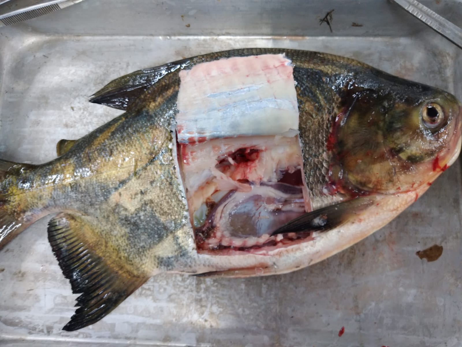 Estudo da Embrapa detecta salmonela em peixes nativos do Centro-Oeste