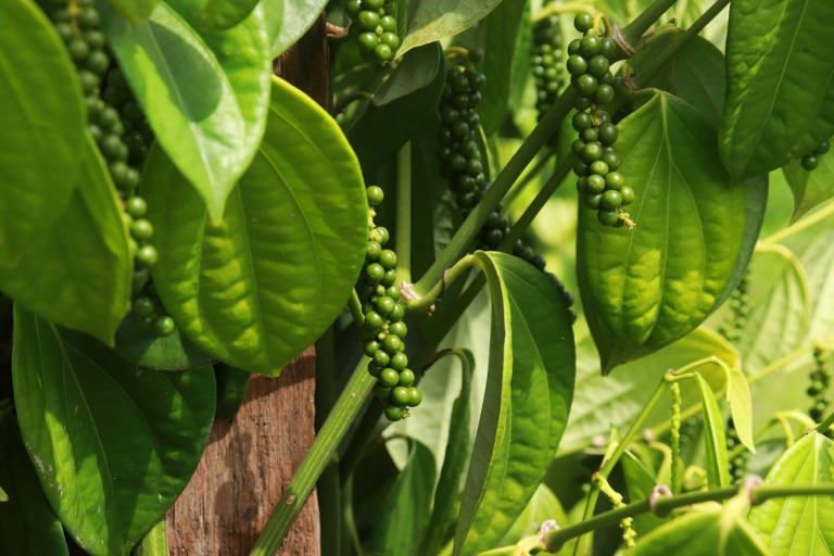 Pimenta-do-reino