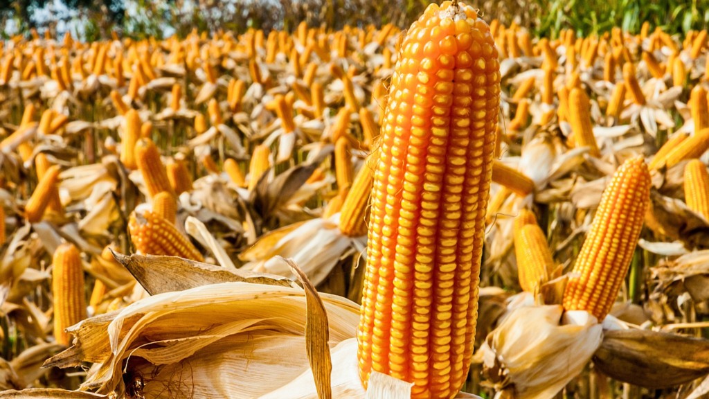 Embrapa lança programas de baixo carbono para as culturas de milho e sorgo Embrapa lança programas de baixo carbono para as culturas de milho e sorgo