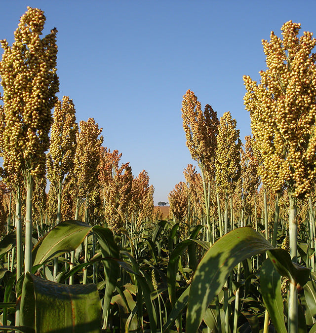 sorgo embrapa