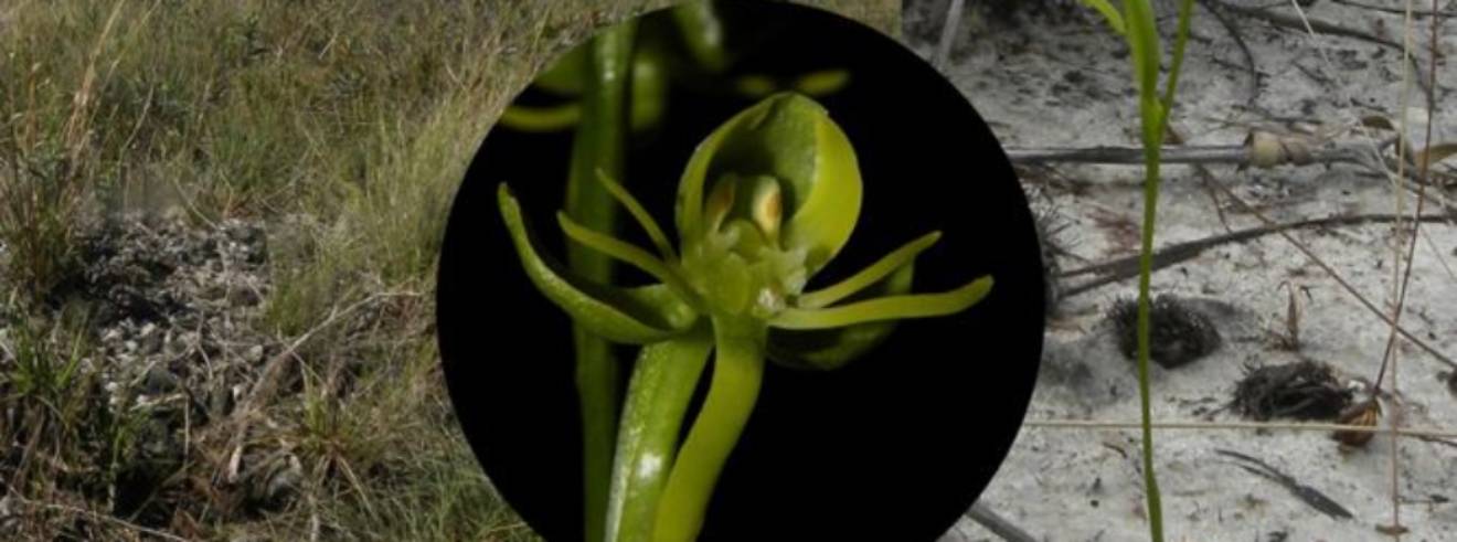 Nova espécie de orquídea identificada em unidade de conservação em Minas Gerais