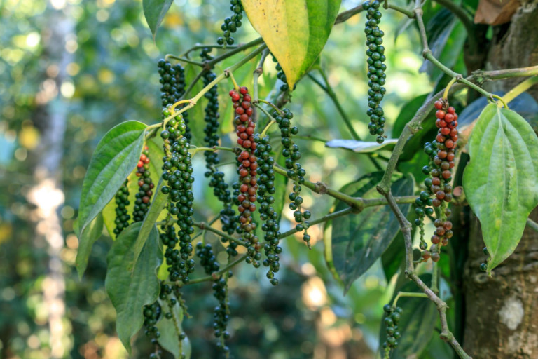 pimenta-do-reino