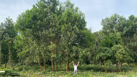 ‘Terra preta da Amazônia’ pode impulsionar crescimento do ipê-roxo em até 88%, aponta estudo