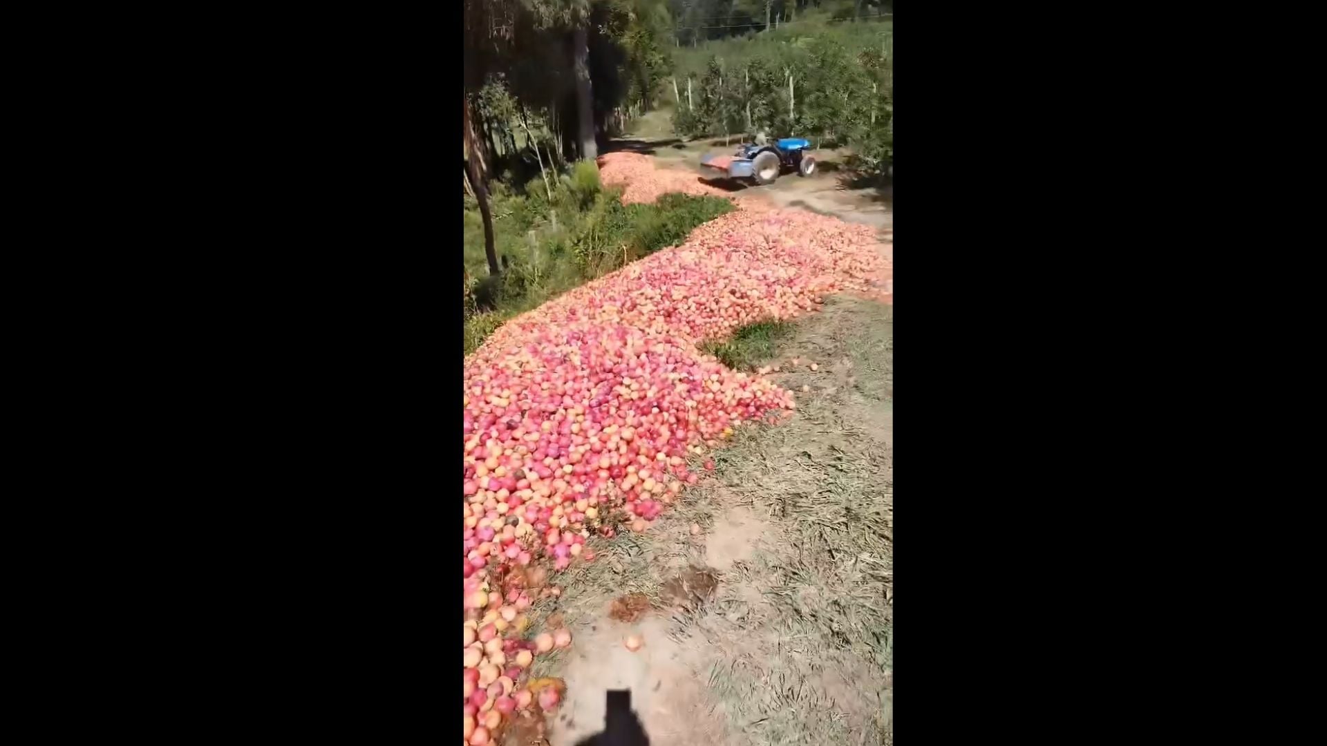 Foto: Reprodução/Leandro Schmitz.