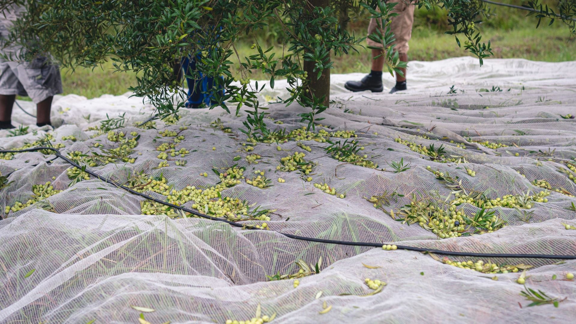 Produção de azeite deve se aproximar de 1 milhão de litros em 2026