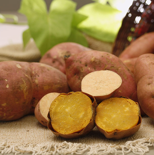 batata-doce embrapa