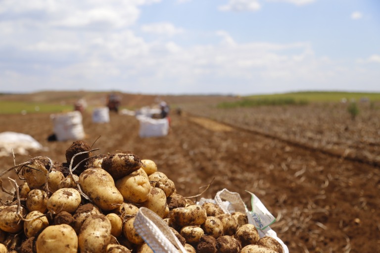 Batata