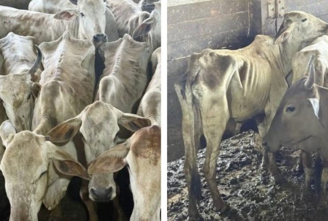 cabeças de gado maus tratos Ibama