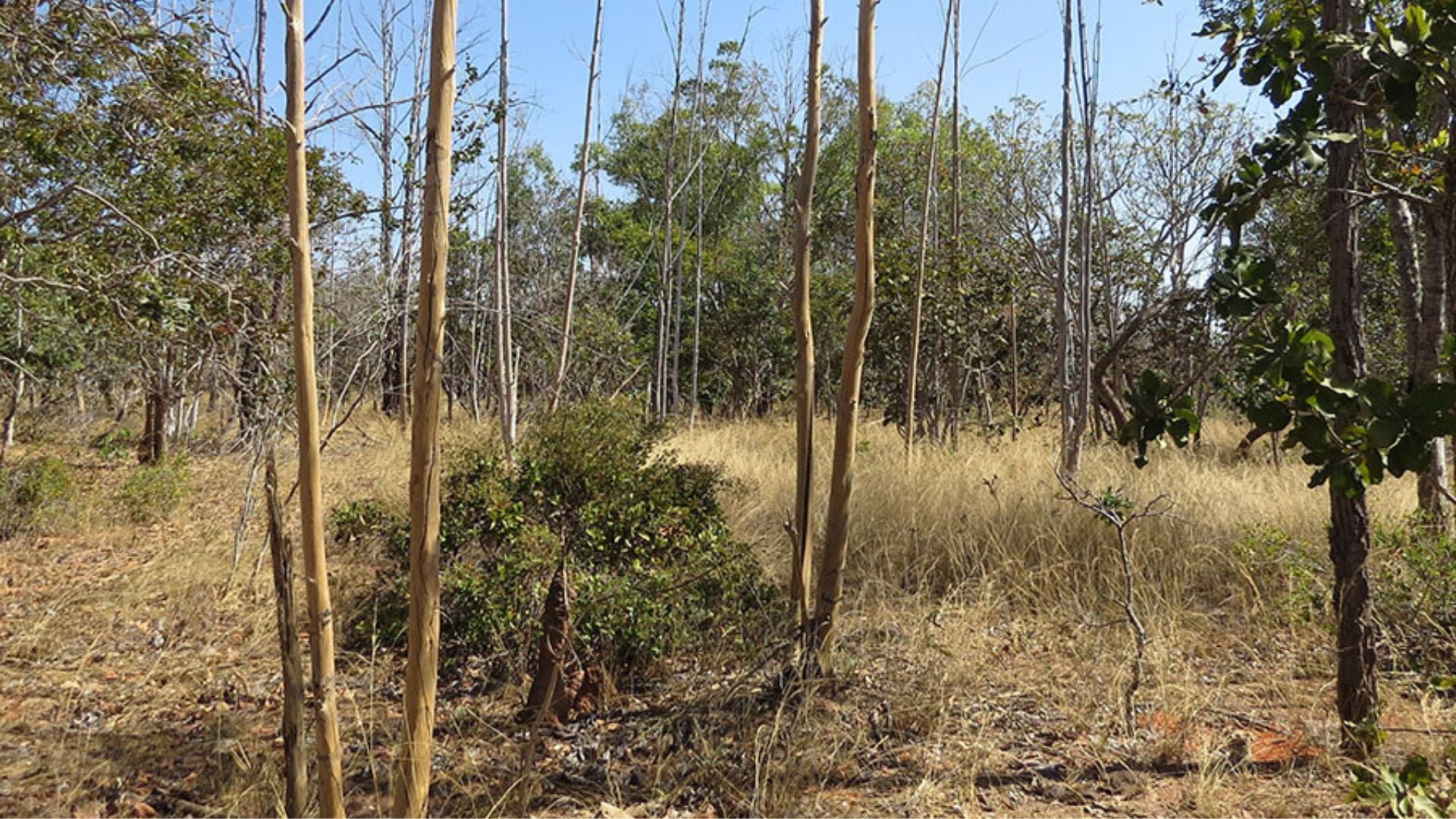 Estudo com IA mapeia áreas agrícolas abandonadas no Cerrado