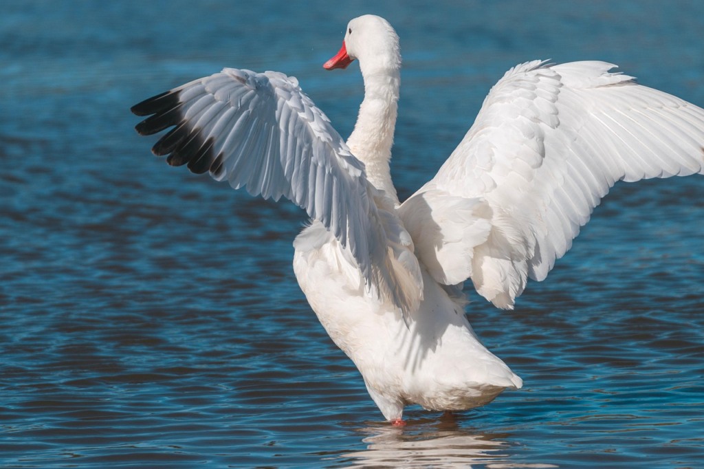 cisne gripe aviária cisne gripe aviária