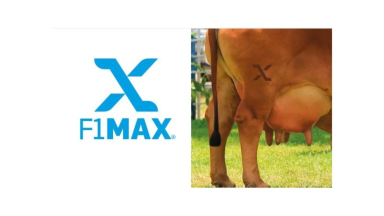 certificado f1 max
