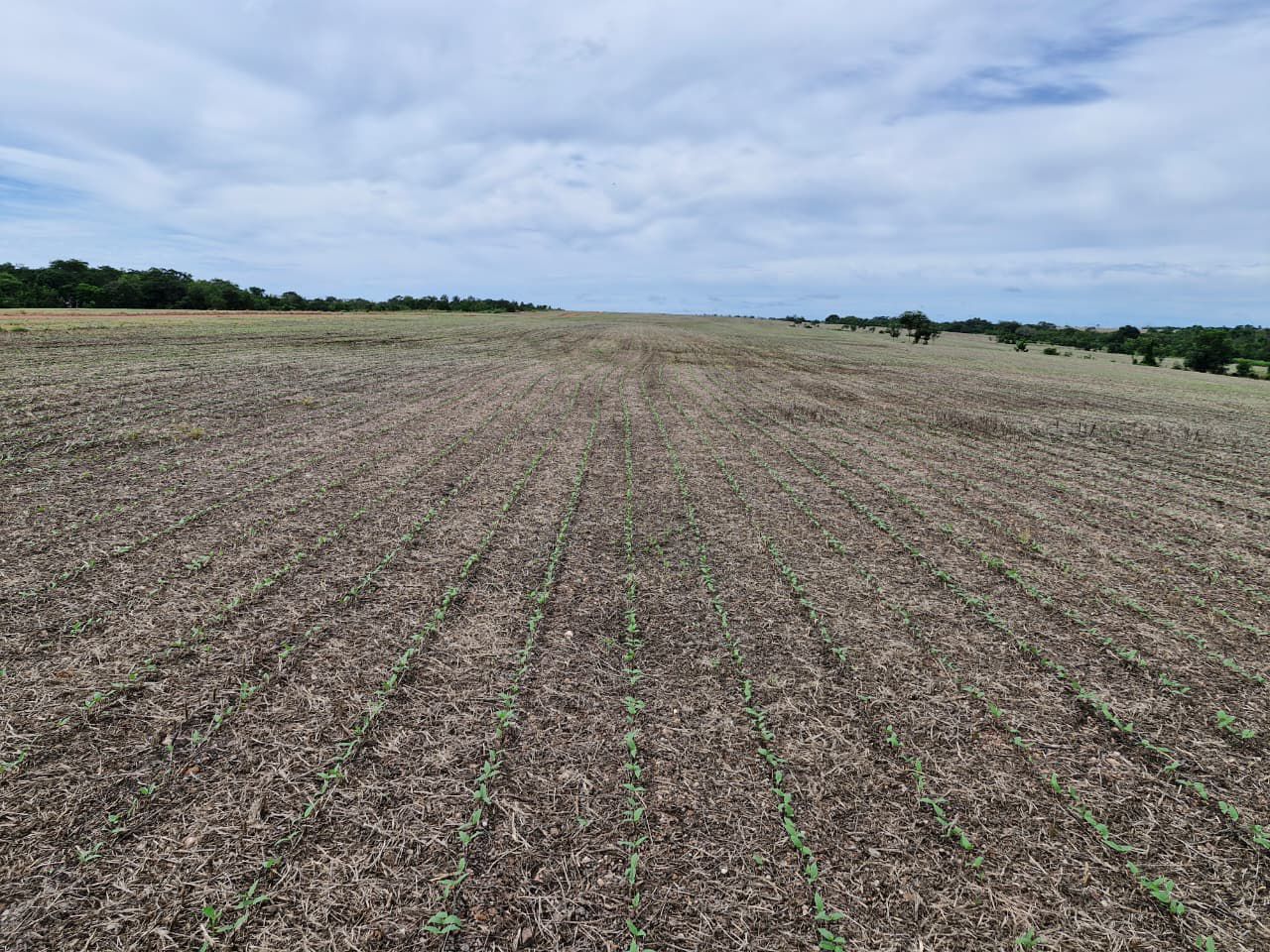 Cooperativa apresenta feijão-mungo como alternativa para segunda safra no Tocantins