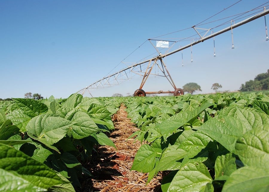 Tecnologia brasileira aumenta produtividade do feijão e corta uso de fertilizante