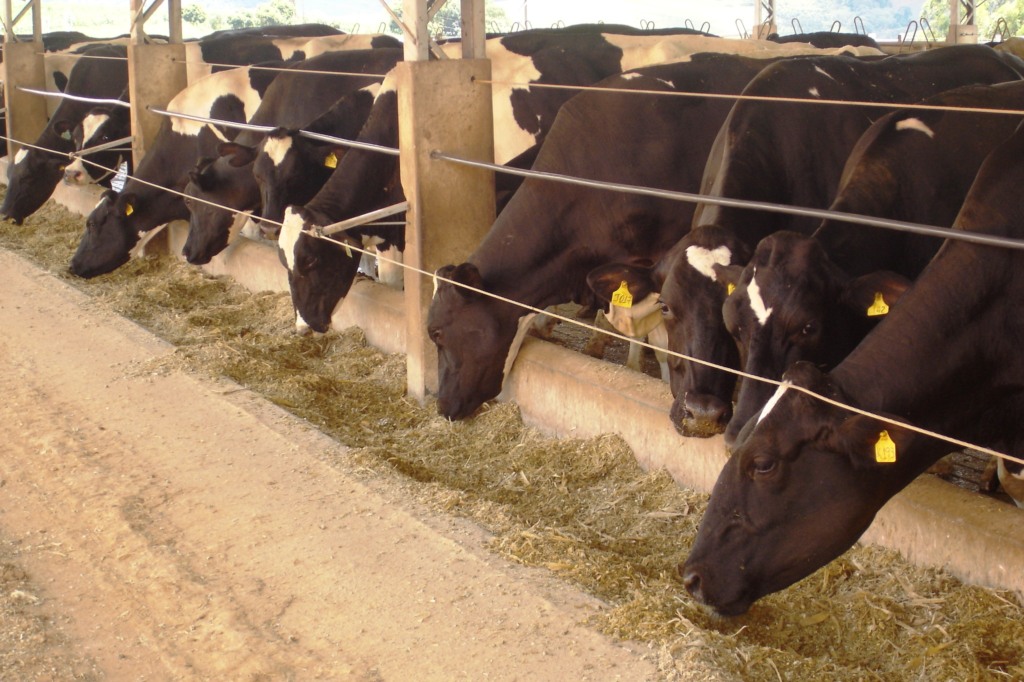 nutrição animal; bovinos nutrição animal; bovinos