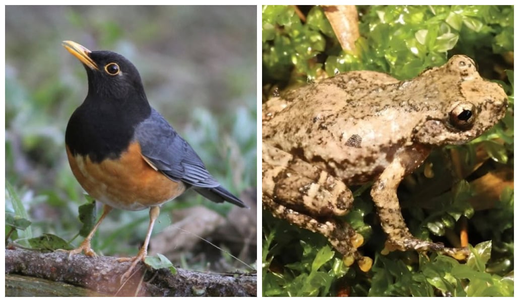 Sapo que canta como um pássaro? Pesquisadores identificam espécie curiosa