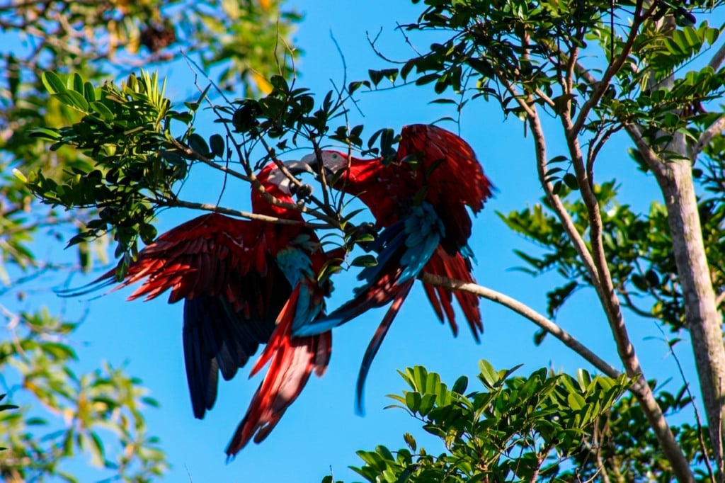 Arara-vermelha-grande