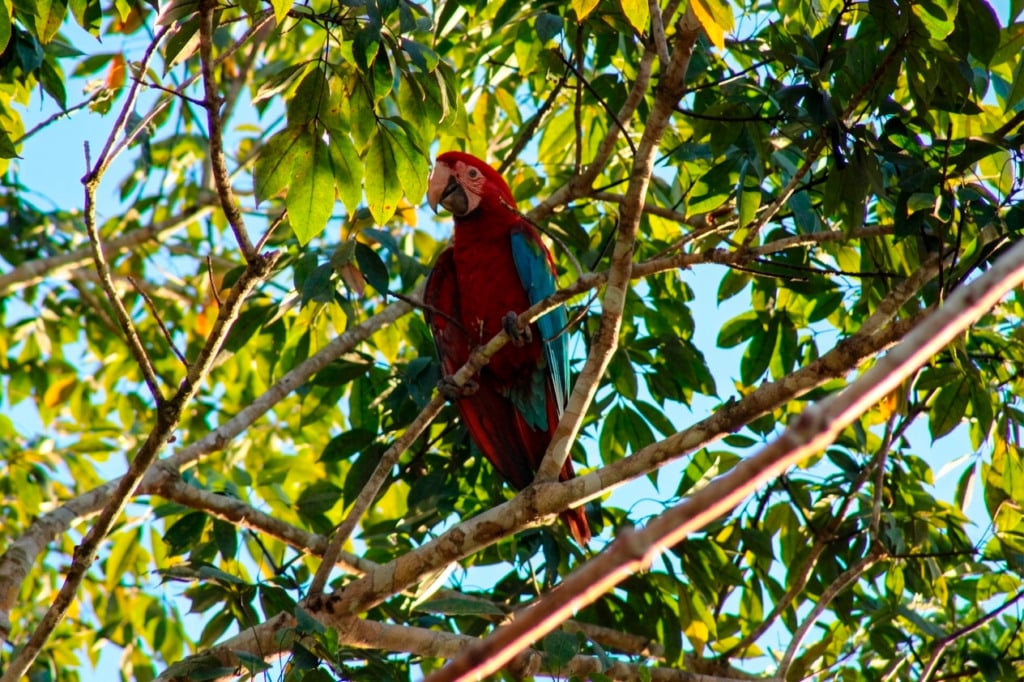 Arara-vermelha-grande