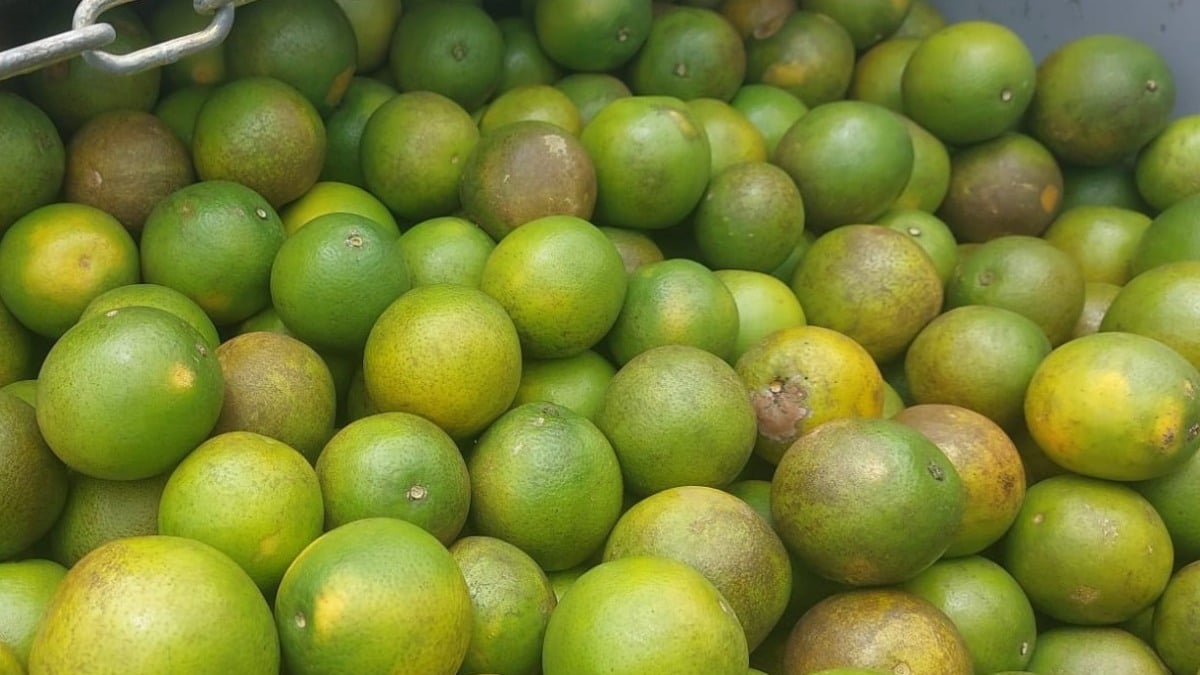 40 toneladas de laranja interceptadas 40 toneladas de laranja interceptadas