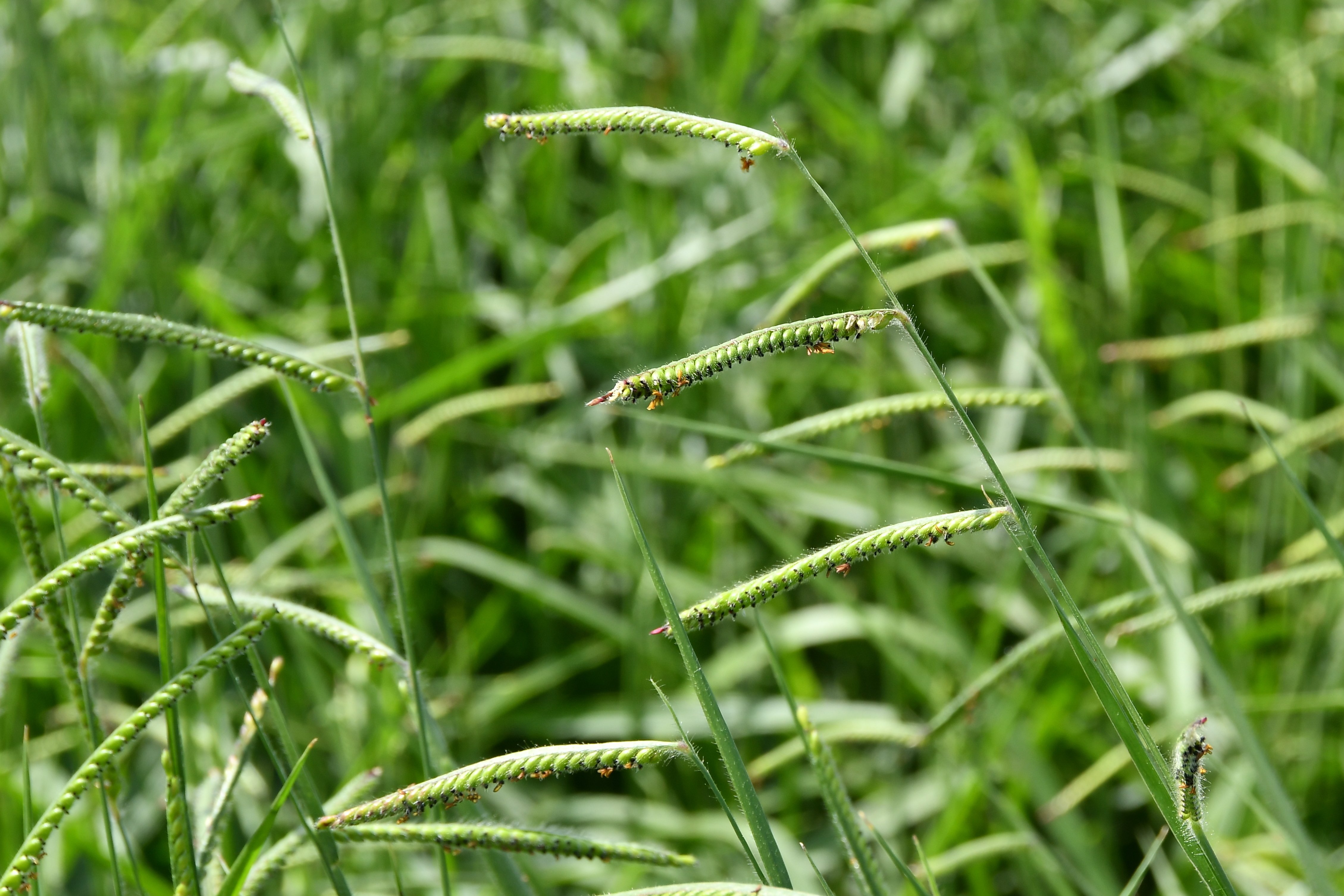 Embrapa lança nova braquiária com alta produtividade e foco no Cerrado